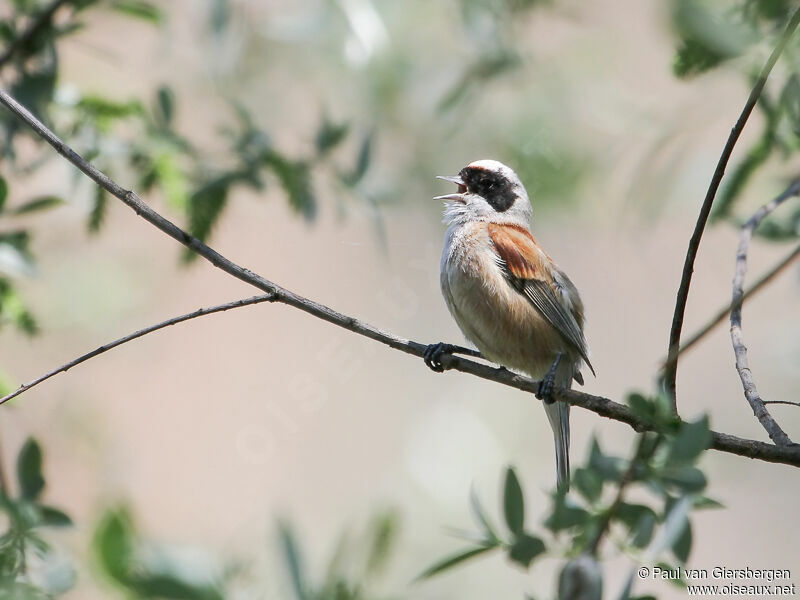 Eurasian Penduline Tit