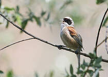 Rémiz penduline