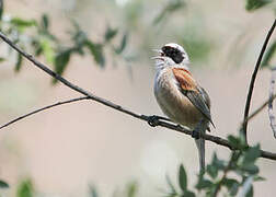 Eurasian Penduline Tit