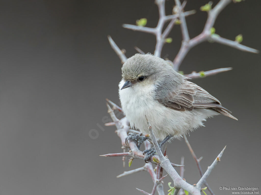 Mouse-colored Penduline Titadult