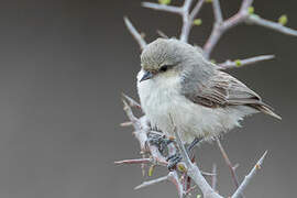 Mouse-colored Penduline Tit