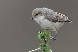 Mouse-colored Penduline Tit