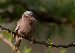 Grey-capped Social Weaver