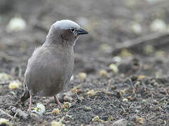 Grey-capped Social Weaver