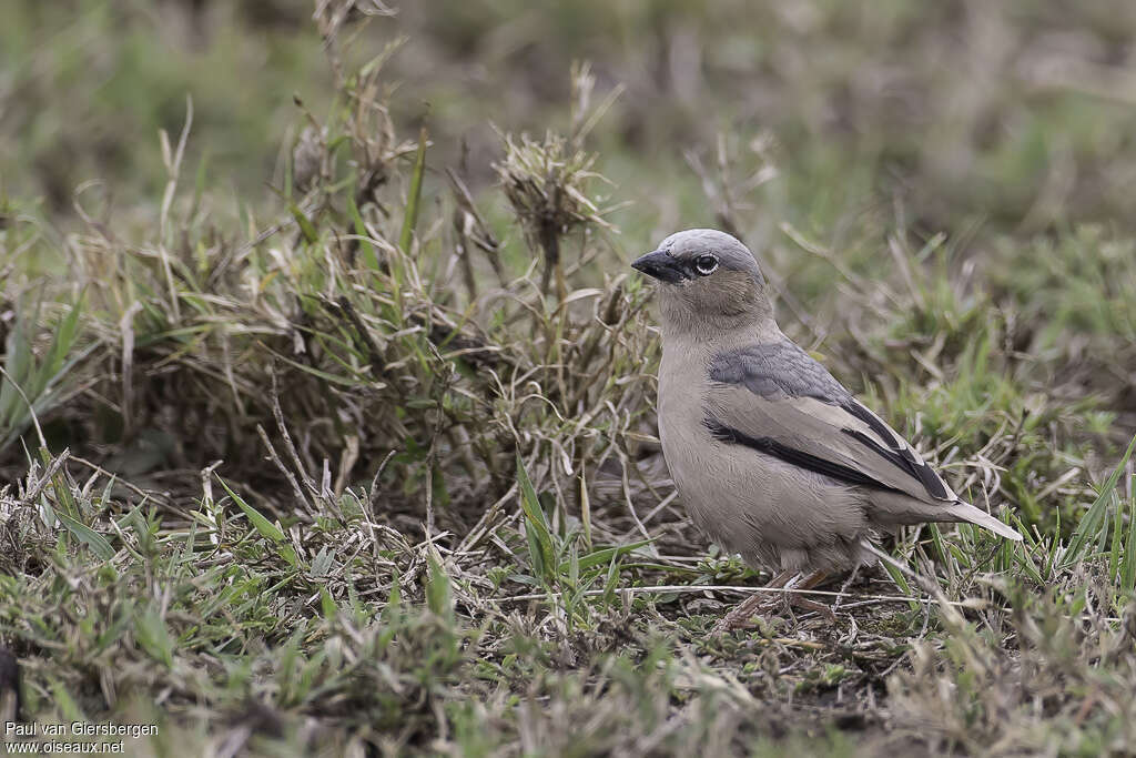 Grey-capped Social Weaveradult, identification