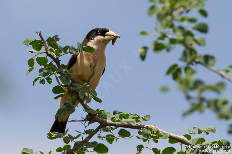 Black-capped Social Weaver