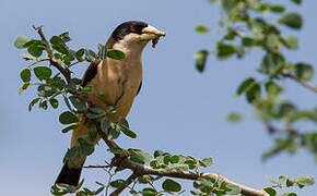 Black-capped Social Weaver