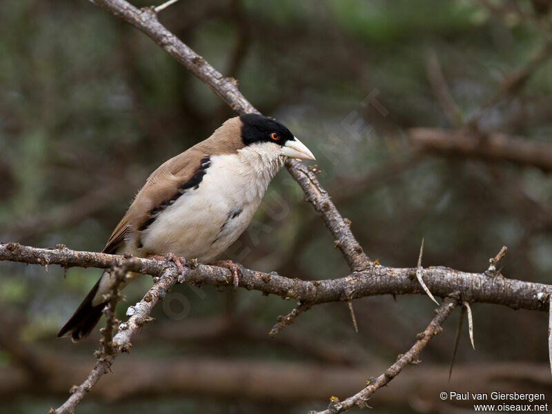 Black-capped Social Weaver