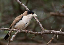 Black-capped Social Weaver