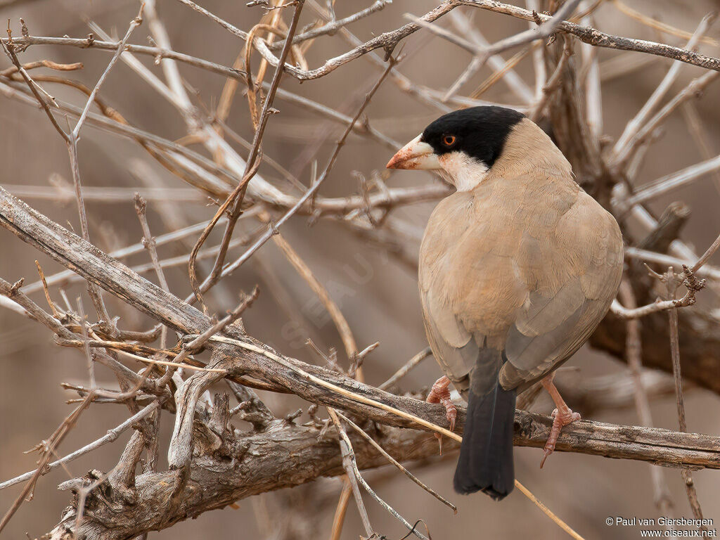 Black-capped Social Weaveradult