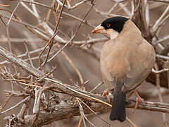 Black-capped Social Weaver