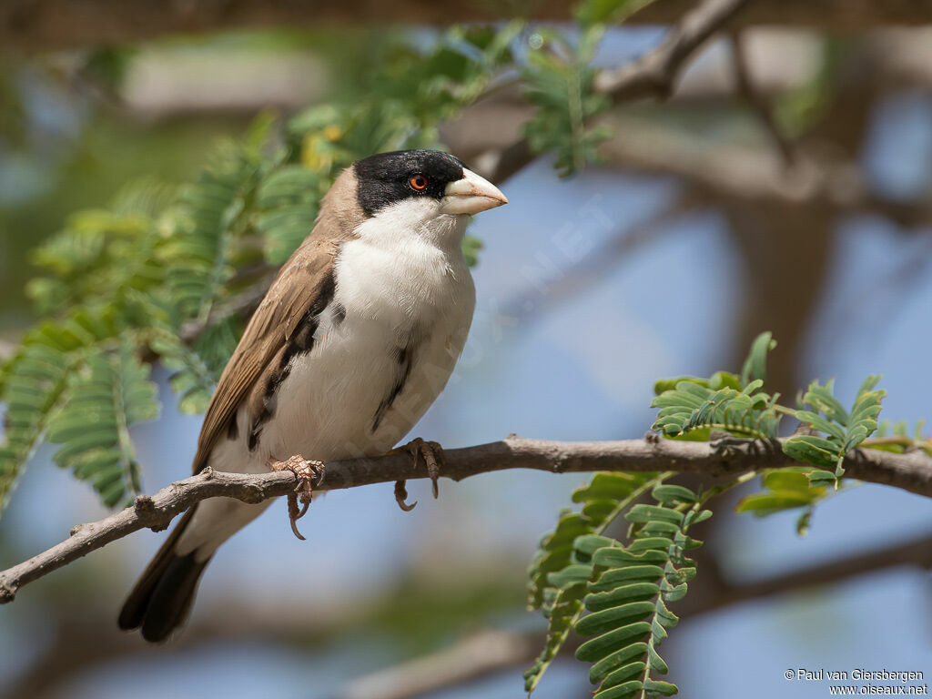 Black-capped Social Weaveradult