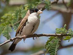 Black-capped Social Weaver