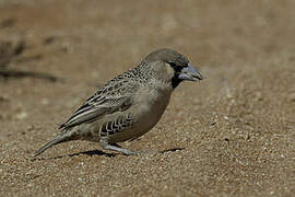 Sociable Weaver