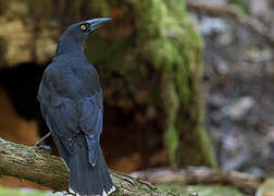 Black Currawong