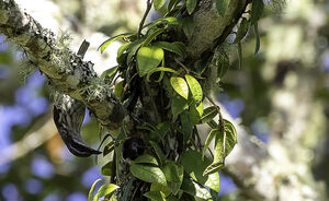 Rhabdornis à tête brune