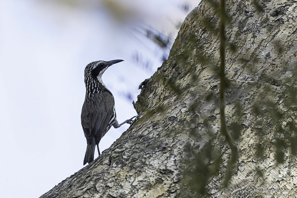 Stripe-headed Rhabdornisadult