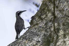 Stripe-headed Rhabdornis