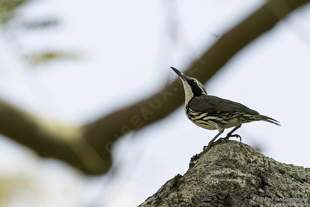 Stripe-headed Rhabdornisadult