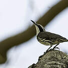 Rhabdornis à tête striée