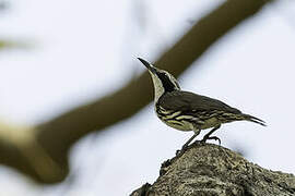 Stripe-headed Rhabdornis