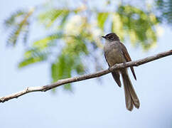 Brown-capped Fantail