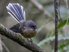 New Zealand Fantail