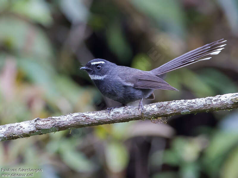 White-throated Fantailadult, identification