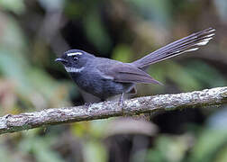 White-throated Fantail