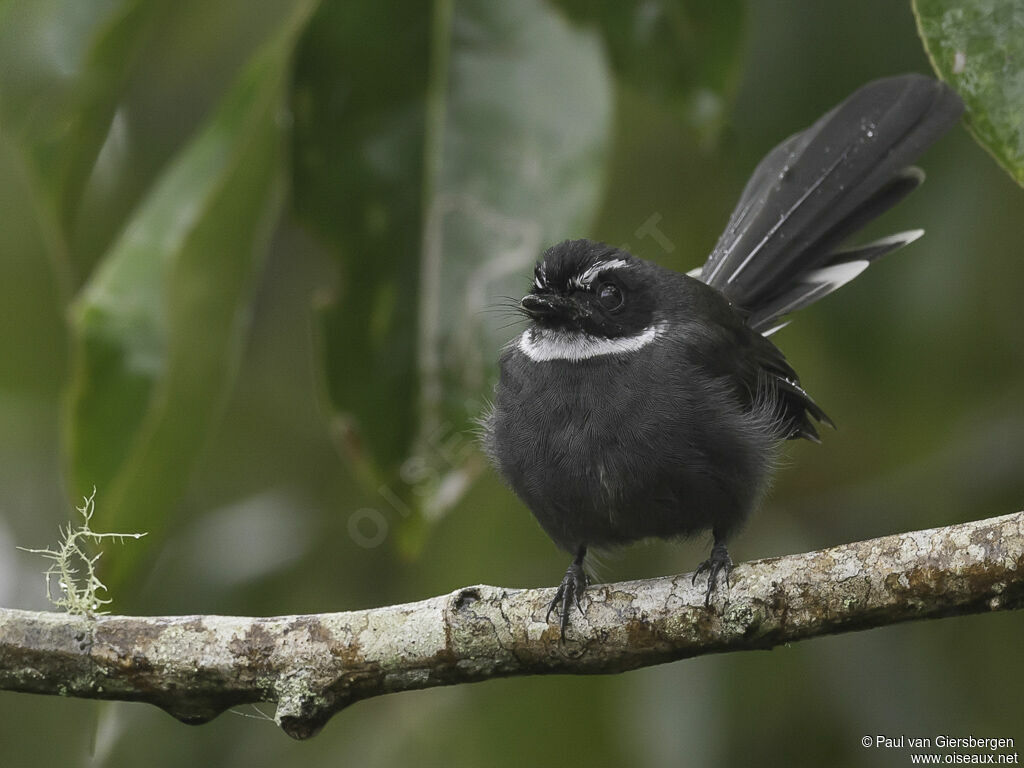 White-throated Fantailadult