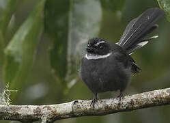 White-throated Fantail