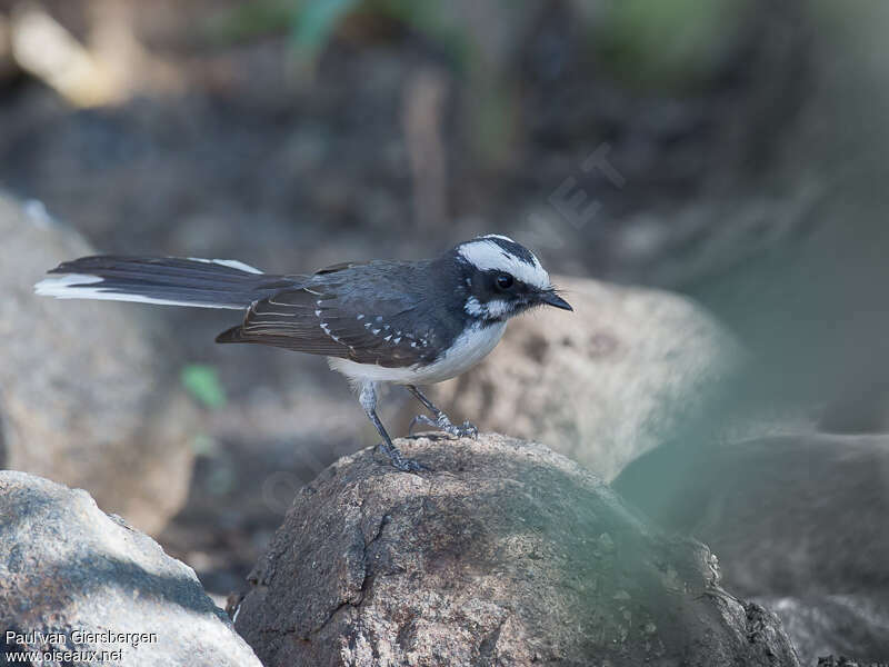 White-browed Fantailadult, identification