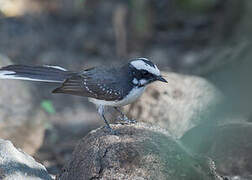 White-browed Fantail