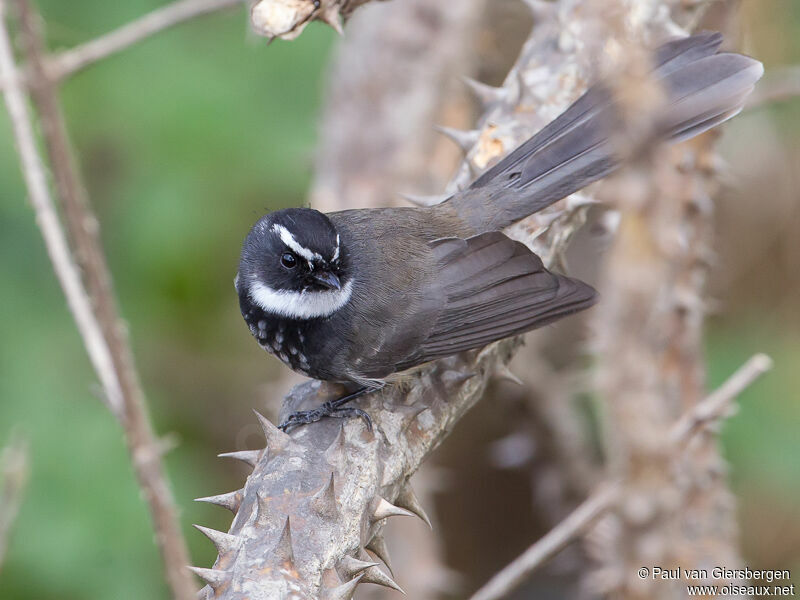 White-spotted Fantail