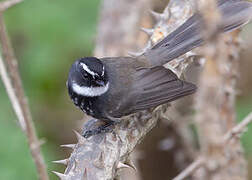 White-spotted Fantail