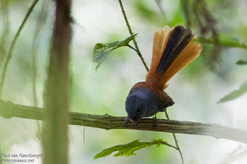 Blue-headed Fantailadult