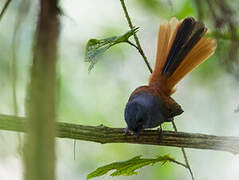 Blue-headed Fantail