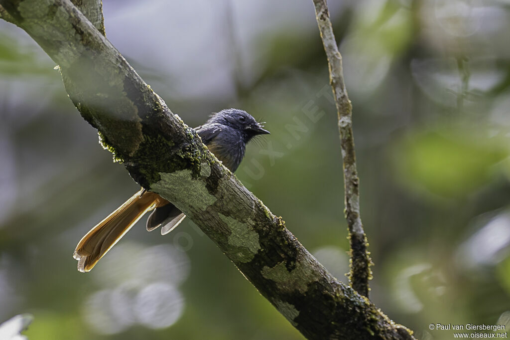 Blue-headed Fantailadult