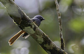 Blue-headed Fantail