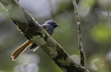 Rhipidure à tête bleue