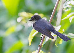 Northern Fantail