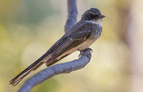 Northern Fantail