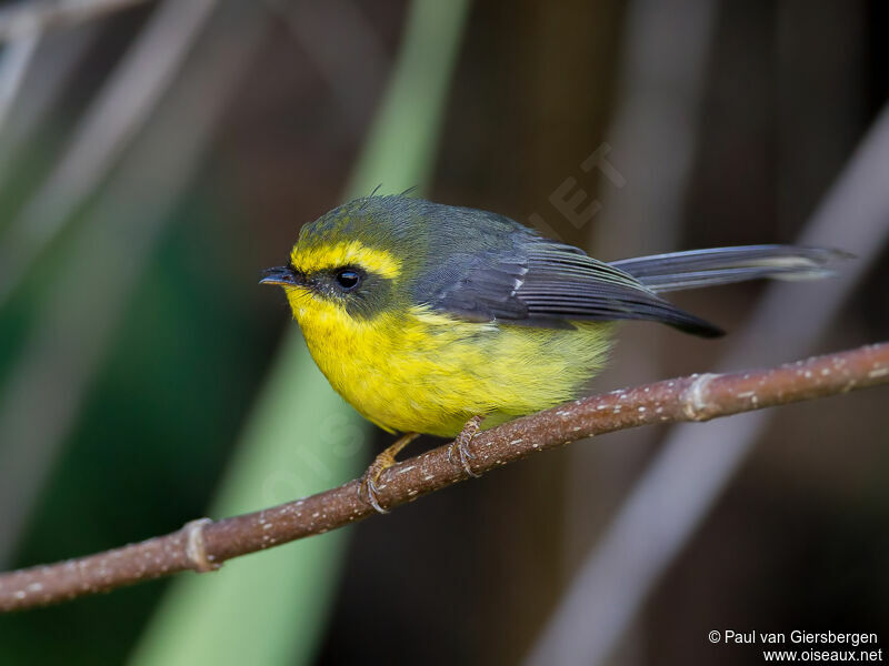 Yellow-bellied Fantail