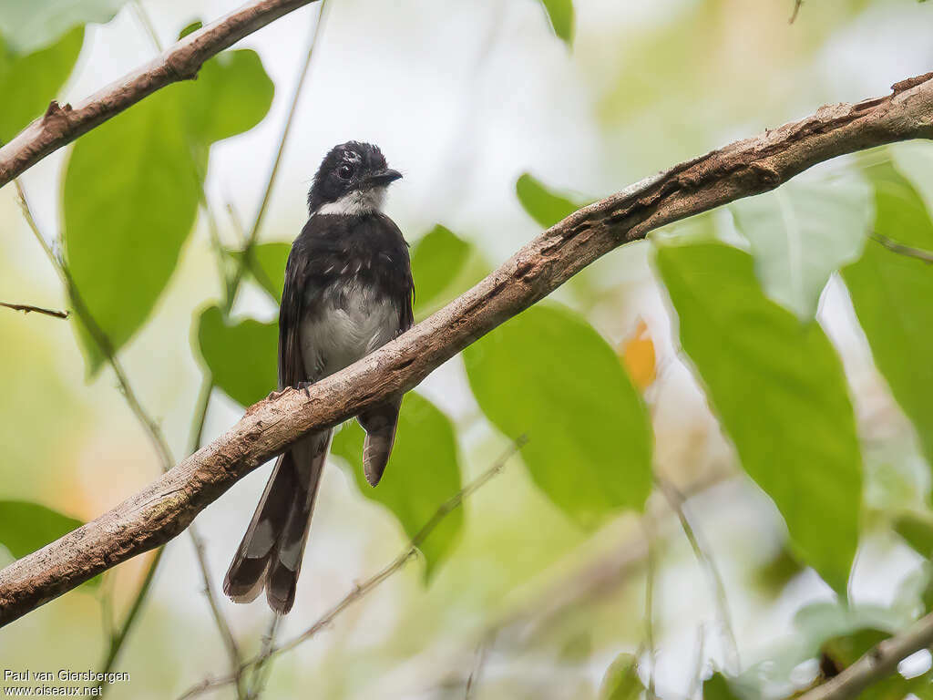 Biak Fantail