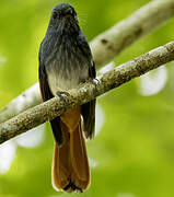 Visayan Fantail