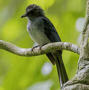 Rhipidure de Samar