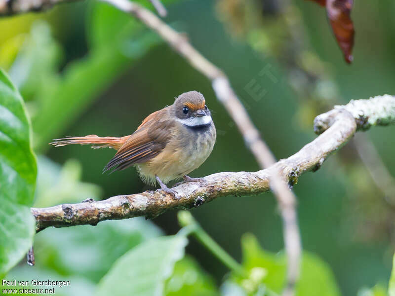 Sulawesi Fantailadult, identification