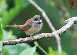 Sulawesi Fantail