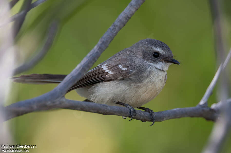 Mangrove Fantailadult, identification