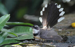 Philippine Pied Fantail